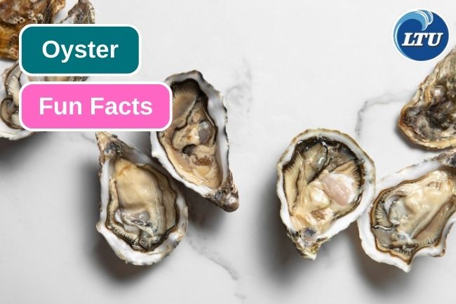 Here are 9 Fun Facts of Oyster